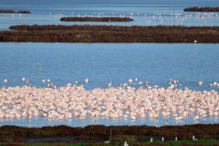 fenicotteri-laguna-orbetello-foto-fabio-cianchi-maremma-oggi-01