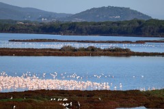 fenicotteri-laguna-orbetello-foto-fabio-cianchi-maremma-oggi-02