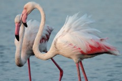 fenicotteri-laguna-orbetello-foto-fabio-cianchi-maremma-oggi-03