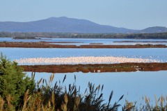 fenicotteri-laguna-orbetello-foto-fabio-cianchi-maremma-oggi-04