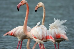 fenicotteri-laguna-orbetello-foto-fabio-cianchi-maremma-oggi-05