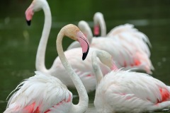 fenicotteri-laguna-orbetello-foto-fabio-cianchi-maremma-oggi-06