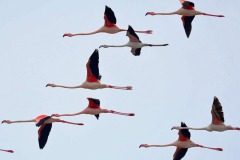 fenicotteri-laguna-orbetello-volo-foto-fabio-cianchi-maremma-oggi-02