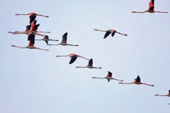 fenicotteri-laguna-orbetello-volo-foto-fabio-cianchi-maremma-oggi-03