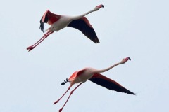 fenicotteri-laguna-orbetello-volo-foto-fabio-cianchi-maremma-oggi-04