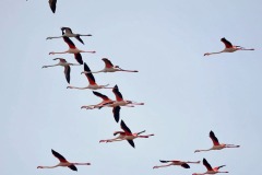 fenicotteri-laguna-orbetello-volo-foto-fabio-cianchi-maremma-oggi-05