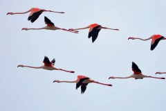 fenicotteri-laguna-orbetello-volo-foto-fabio-cianchi-maremma-oggi-06