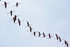 fenicotteri-laguna-orbetello-volo-foto-fabio-cianchi-maremma-oggi-07