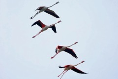 fenicotteri-laguna-orbetello-volo-foto-fabio-cianchi-maremma-oggi-08