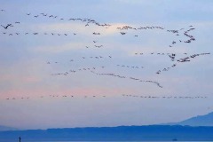 fenicotteri-laguna-orbetello-volo-foto-fabio-cianchi-maremma-oggi-09