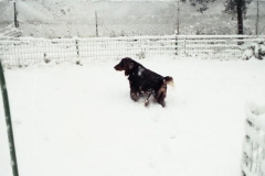 nevicata-grosseto-gennaio-1985-maremma-oggi-04