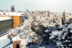 nevicata-grosseto-gennaio-1985-maremma-oggi-05