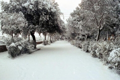 nevicata-grosseto-gennaio-1985-maremma-oggi-15