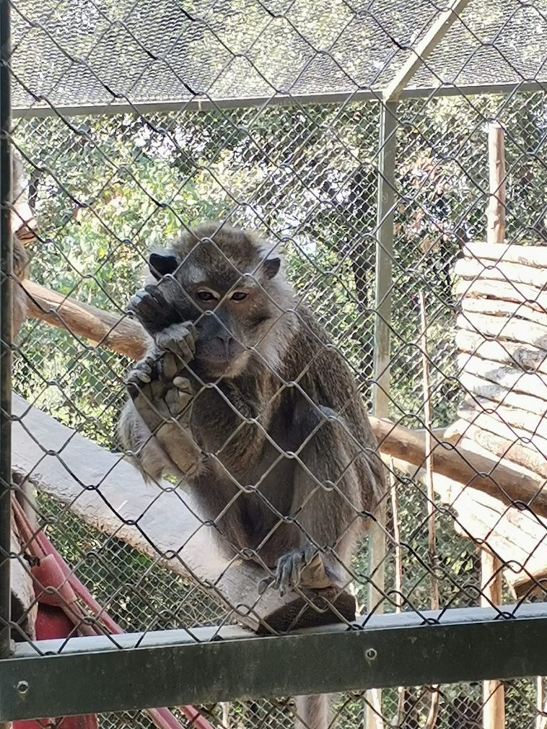 Uno dei macachi del Crasm di Semproniano