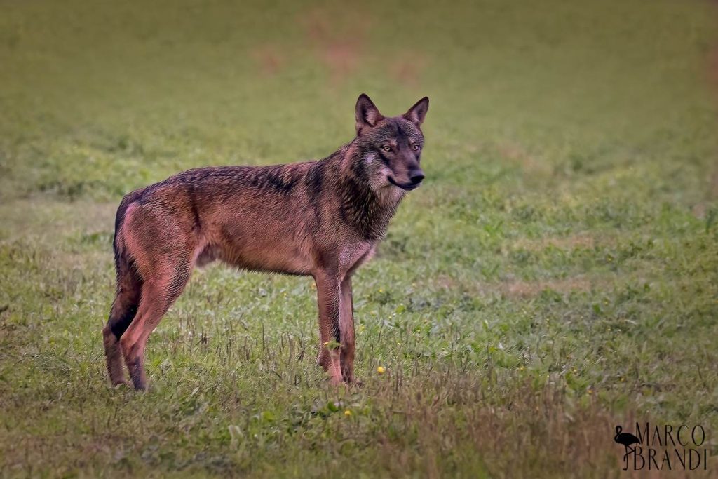 Un lupo fotografato da Marco Brandi