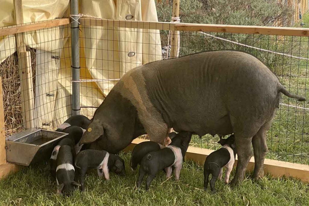 La fattoria degli animali al Madonnino