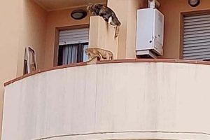 I gatti sul terrazzo