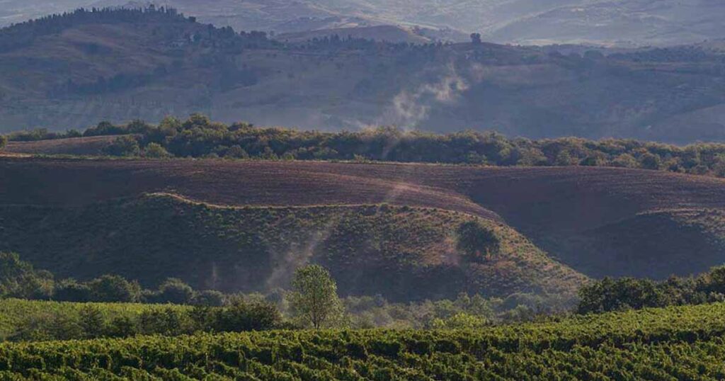 Un vigneto nella zona del Montecucco