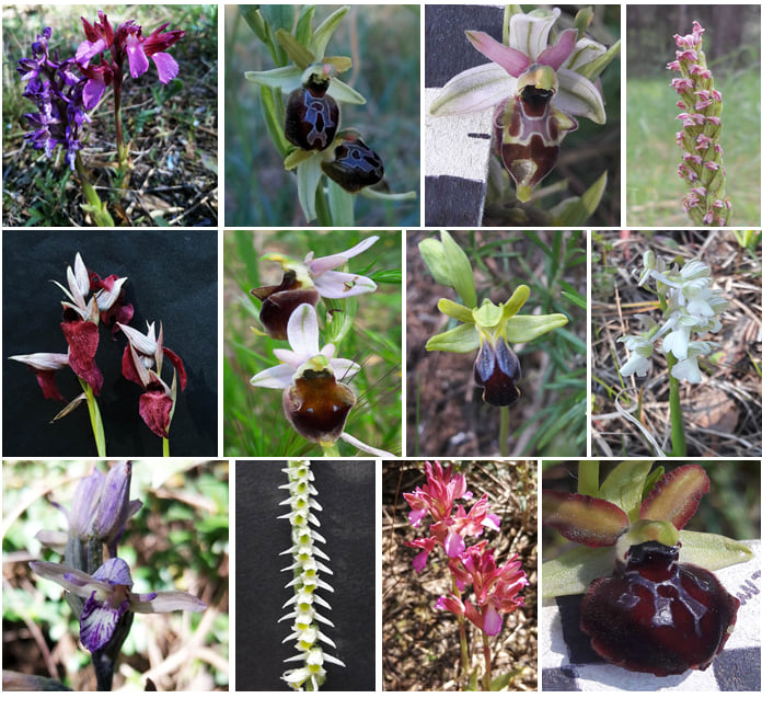 Foto di alcune delle orchidee monitorae dal CRISBA
