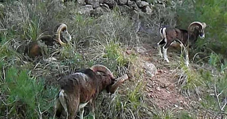 Mufloni nella zona di forte Pozzarello, all'Argentario (foto Misericordia Porto Santo Stefano)