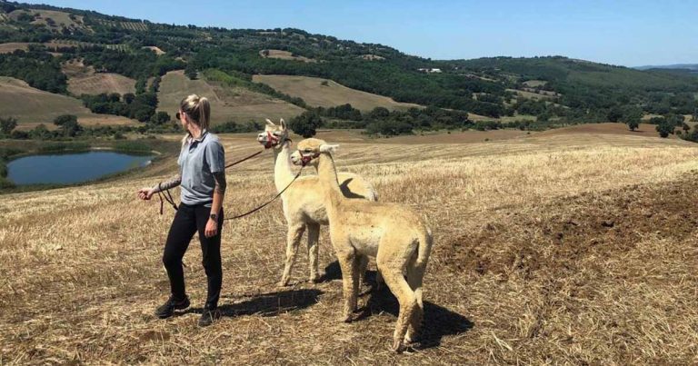 Cecilia Scheggi e gli alpaca