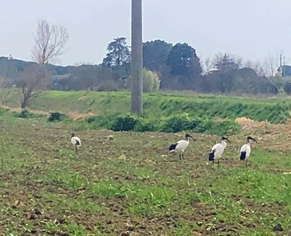 Gli ibis alla Rugginosa