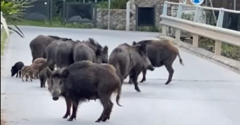 L'incontro di Rinaldo Carlicchi: un'intera famiglia di cinghiali, con tanti cuccioli, sulla strada che porta alla spiaggia, ai margini della Feniglia