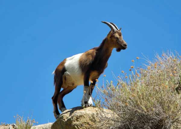 La capra selvatica a Montecristo