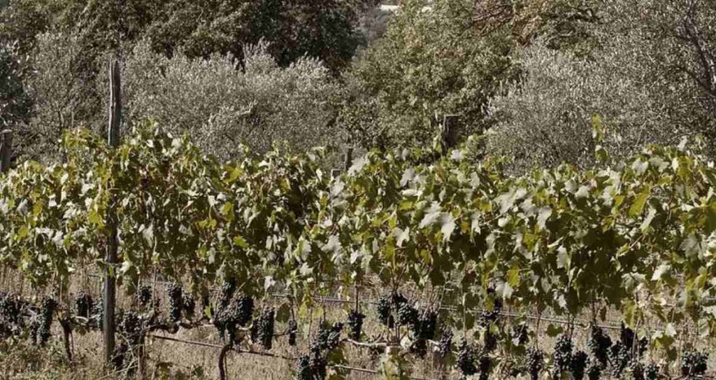 Le vigne di Poggio Cagnano