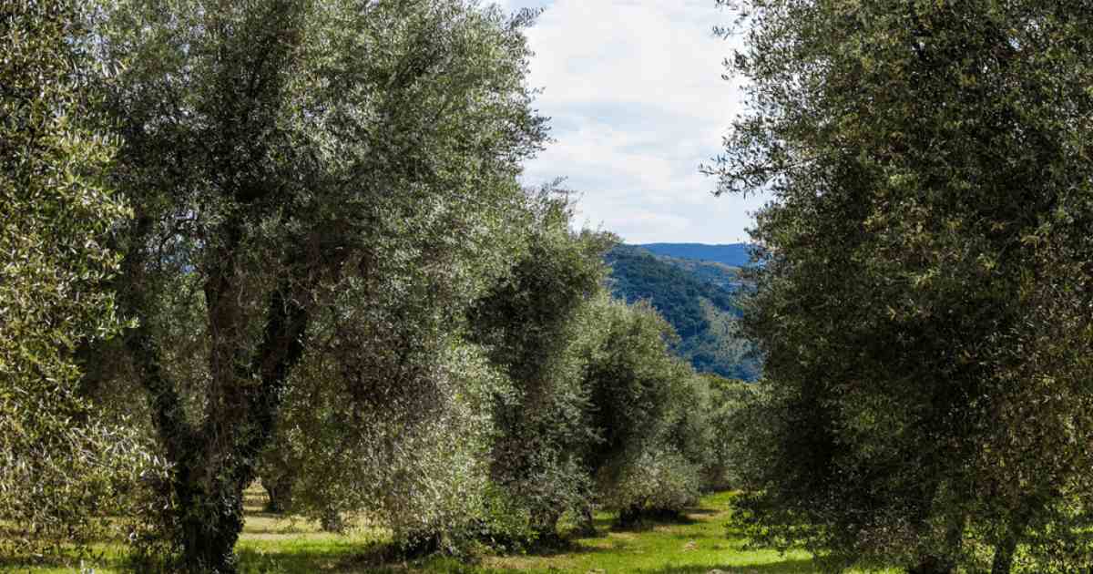 Un oliveto di olivastra seggianese