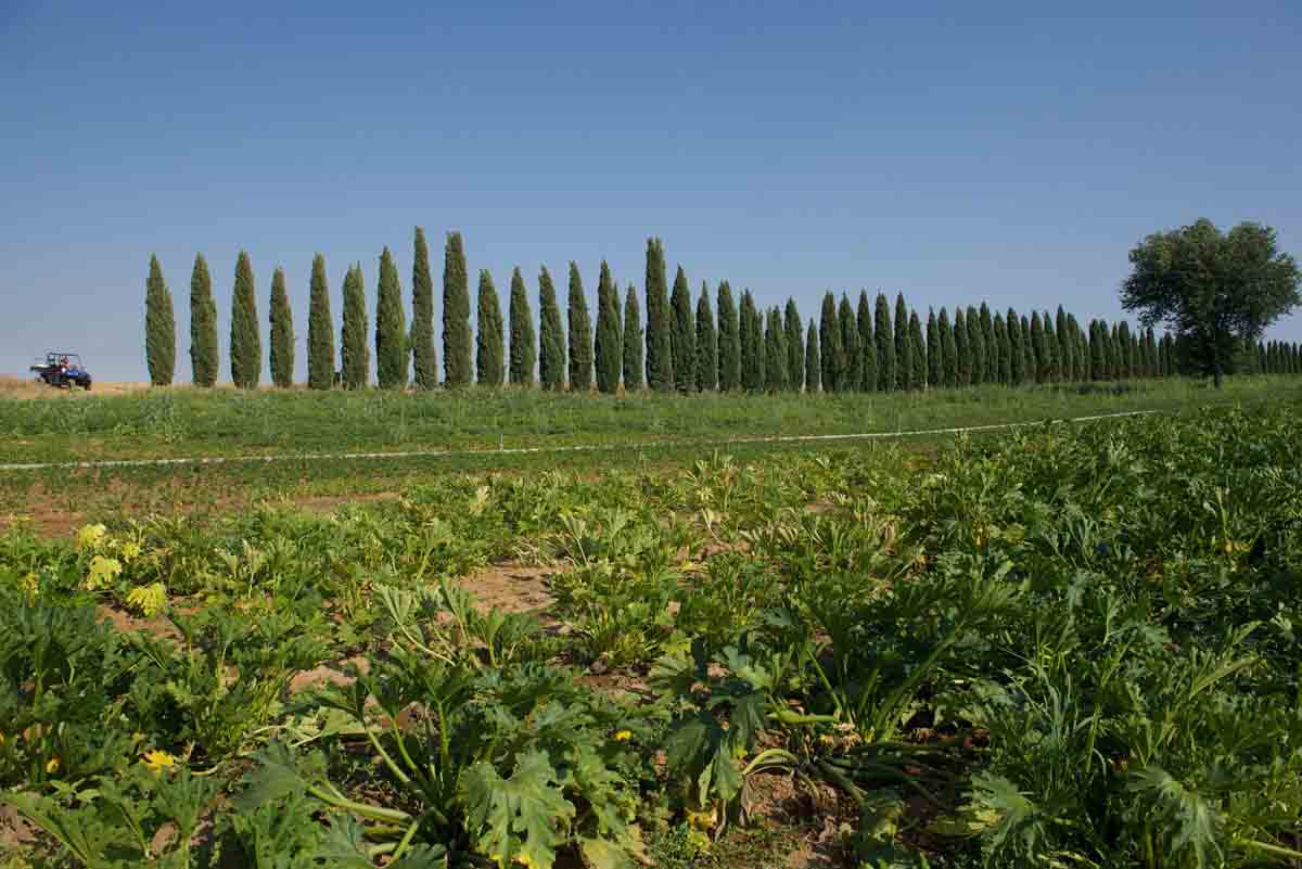 Un campo di zucchine a La Selva