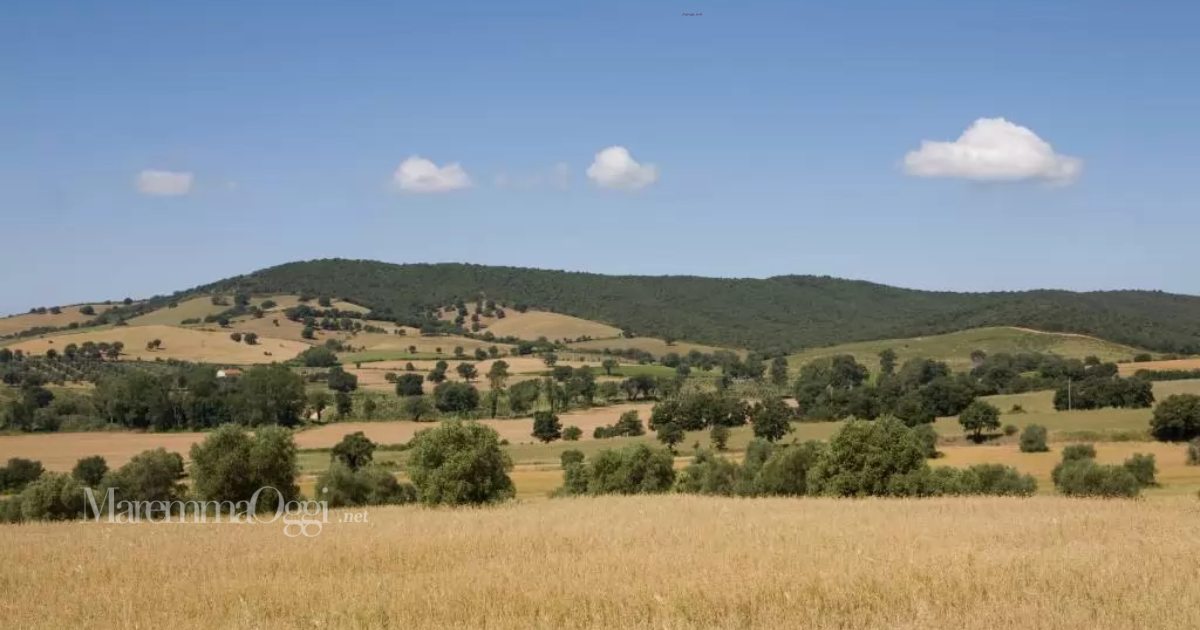 La campagna della Maremma attorno al Boschetto di Montiano