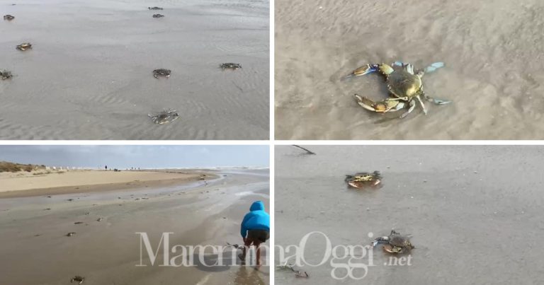 I granchi blu nella Fiumara, a Marina, alcuni fotogrammi dal video