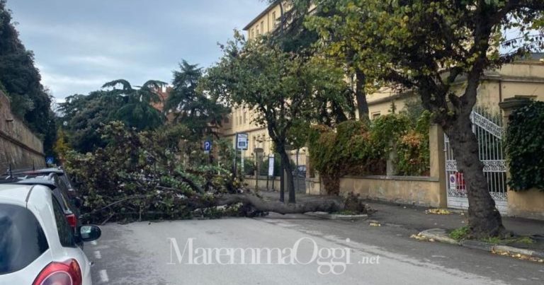 L'albero caduto in via Porciatti