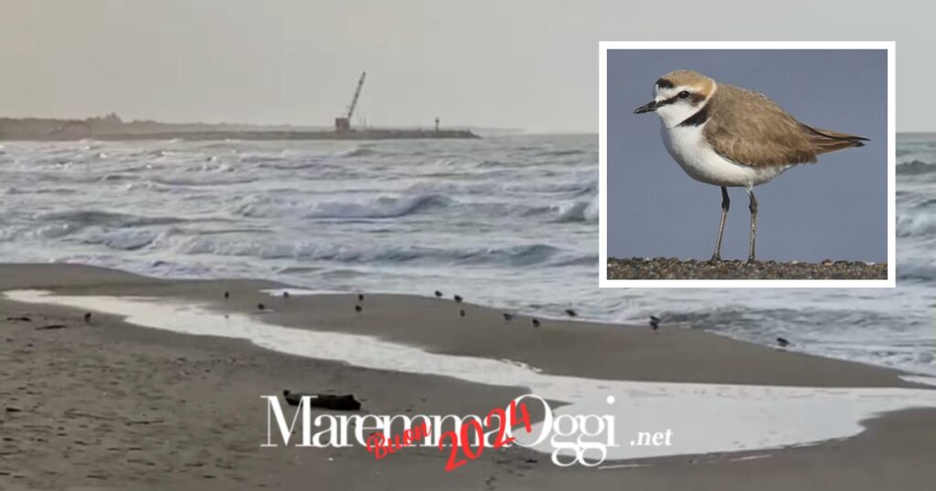 I fratini sulla spiaggia di Marina di Grosseto