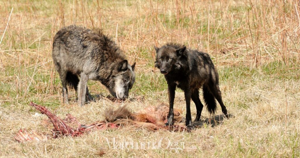 Altre 8 pecore uccise dai lupi nell'azienda di Giuseppe Zizi a Preselle, sono 50 da ottobre