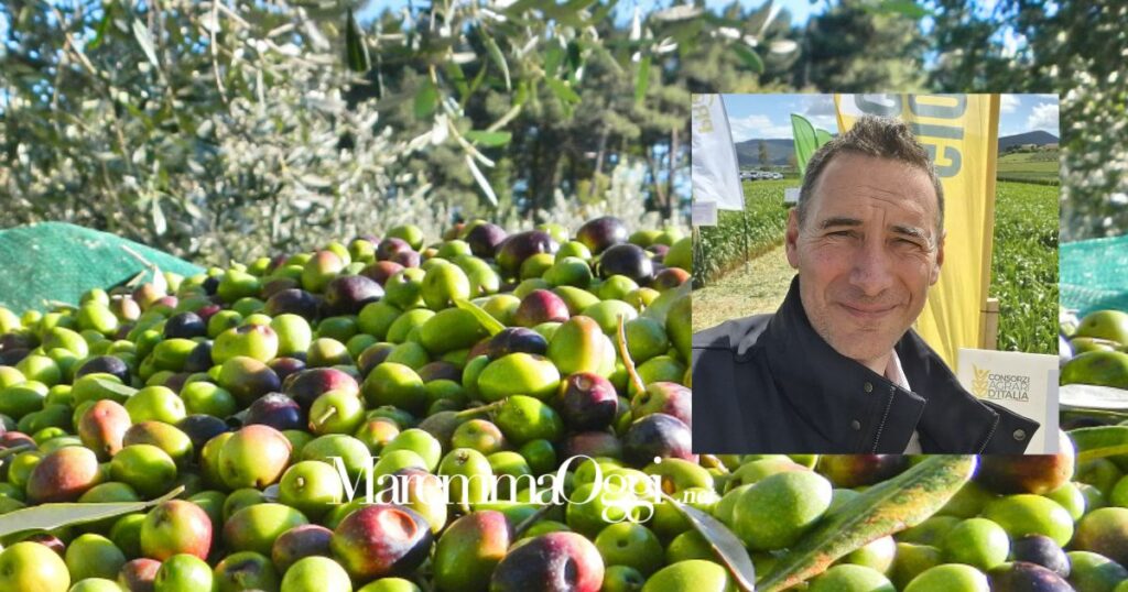 Bruno Tuccio commenta la raccolta delle olive 2024