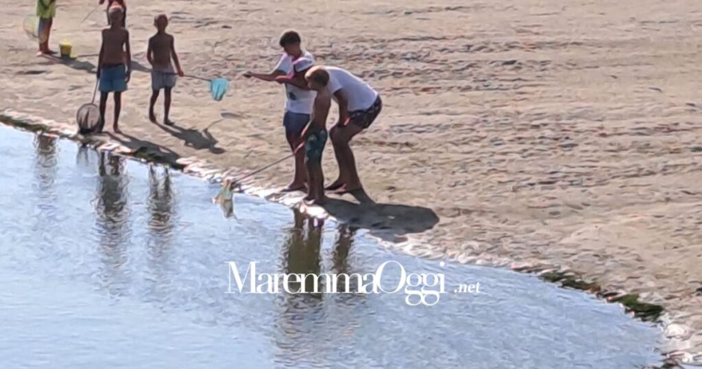 Una cattura di un granchio blu alla spiaggetta di Castiglione della Pescaia