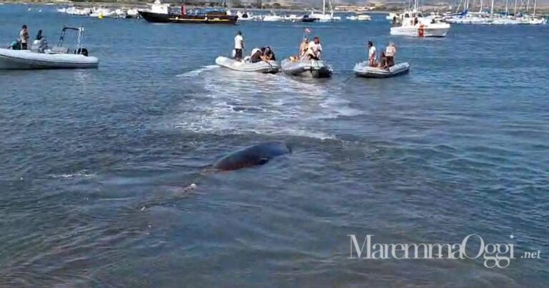 La balenottera viene trascinata fuori dal porto di Talamone con i gommoni