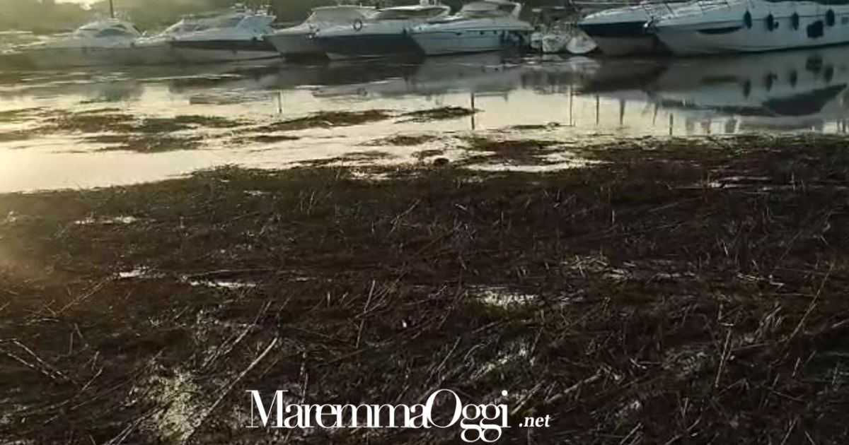 Cannucce portate dalla piena nel porto canale di Castiglione