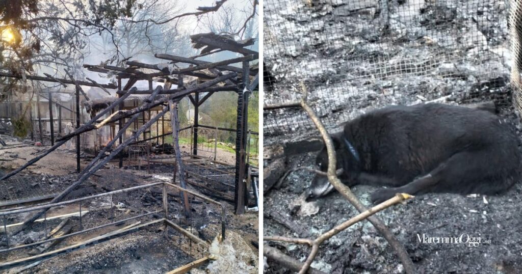L'incendio ha distrutto l'Sos animali international di Boccheggiano