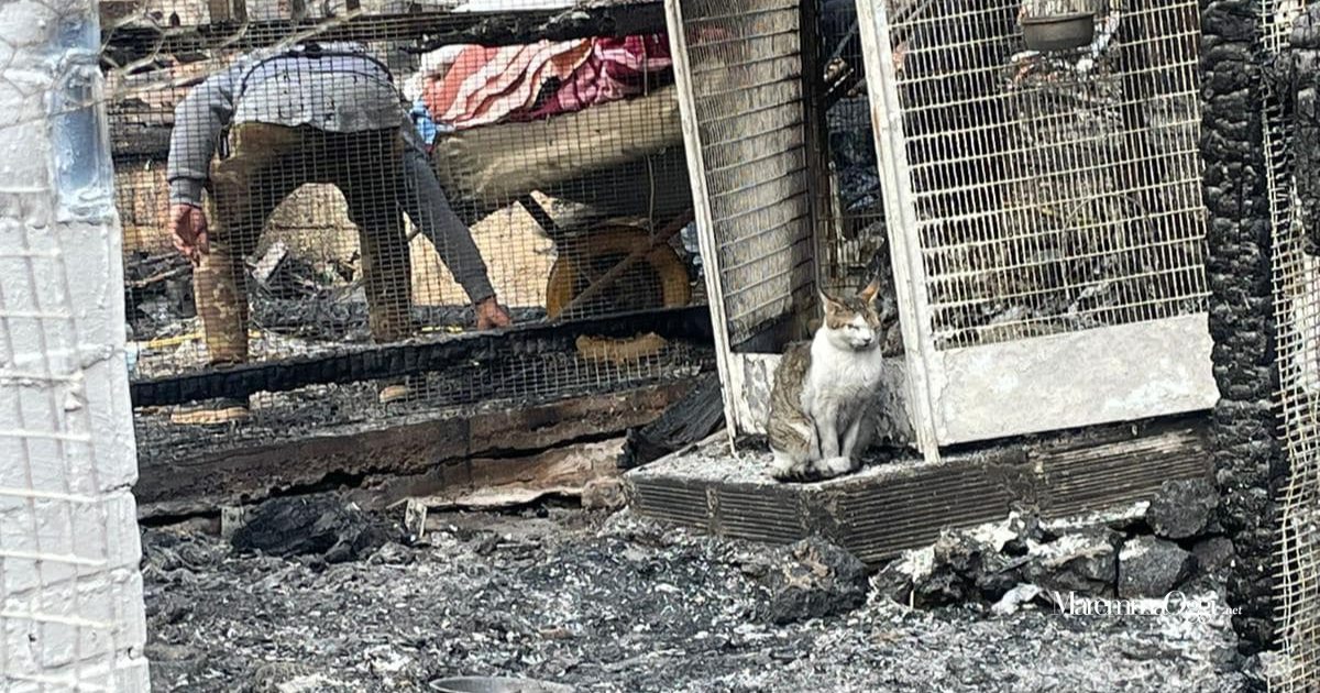 Un gatto in mezzo alla cenere dopo l'incendio dell'Sos animali international