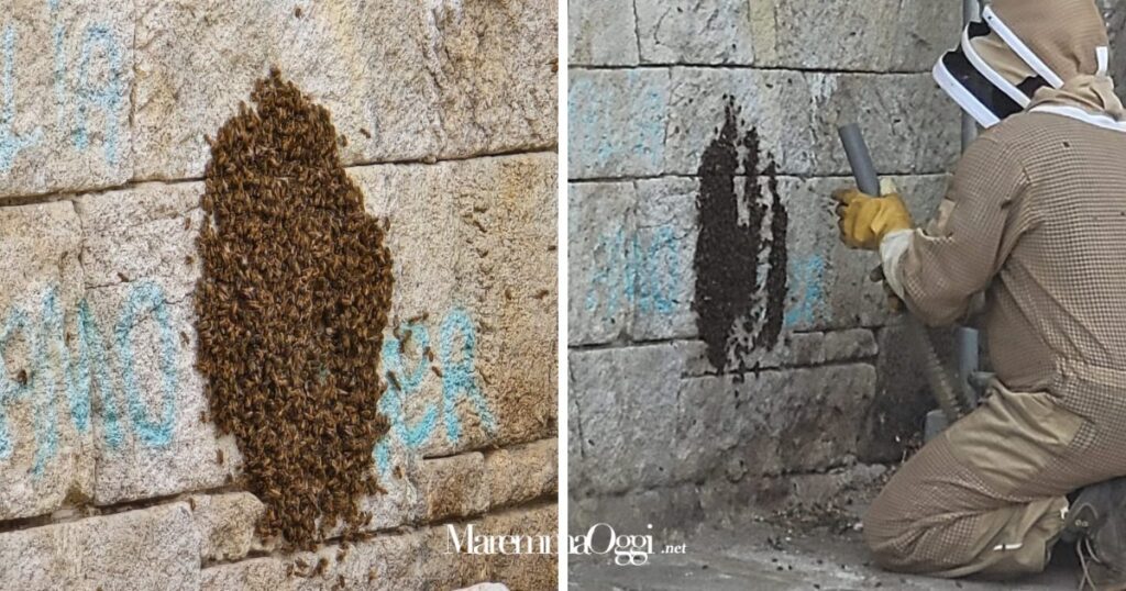 Il grosso sciame di api e l'apicoltore al lavoro per recuperarle con l'aspirapolvere