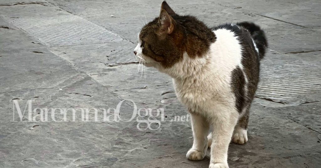 Il gatto Mao in piazza della Palma