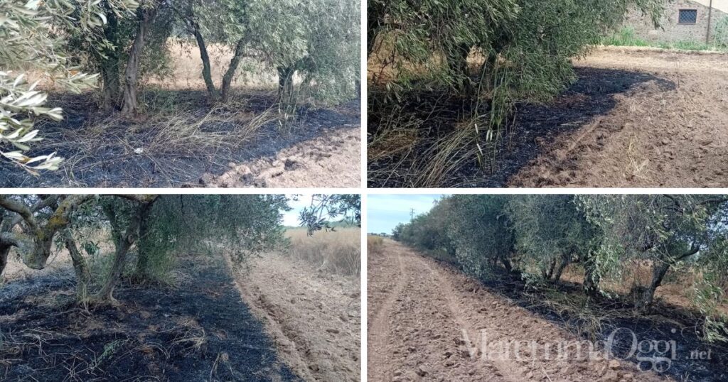 Le conseguenze dell'incendio nell'oliveta sulla Castiglionese