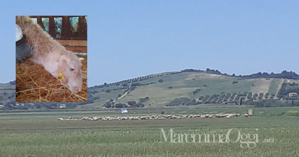 Il gregge di Luigi Farina nella campagna di Albinia e l'agnella ferita