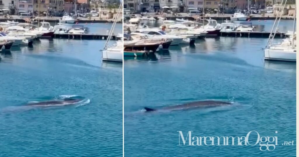 La balenottera comune nel porto di Porto Santo Stefano