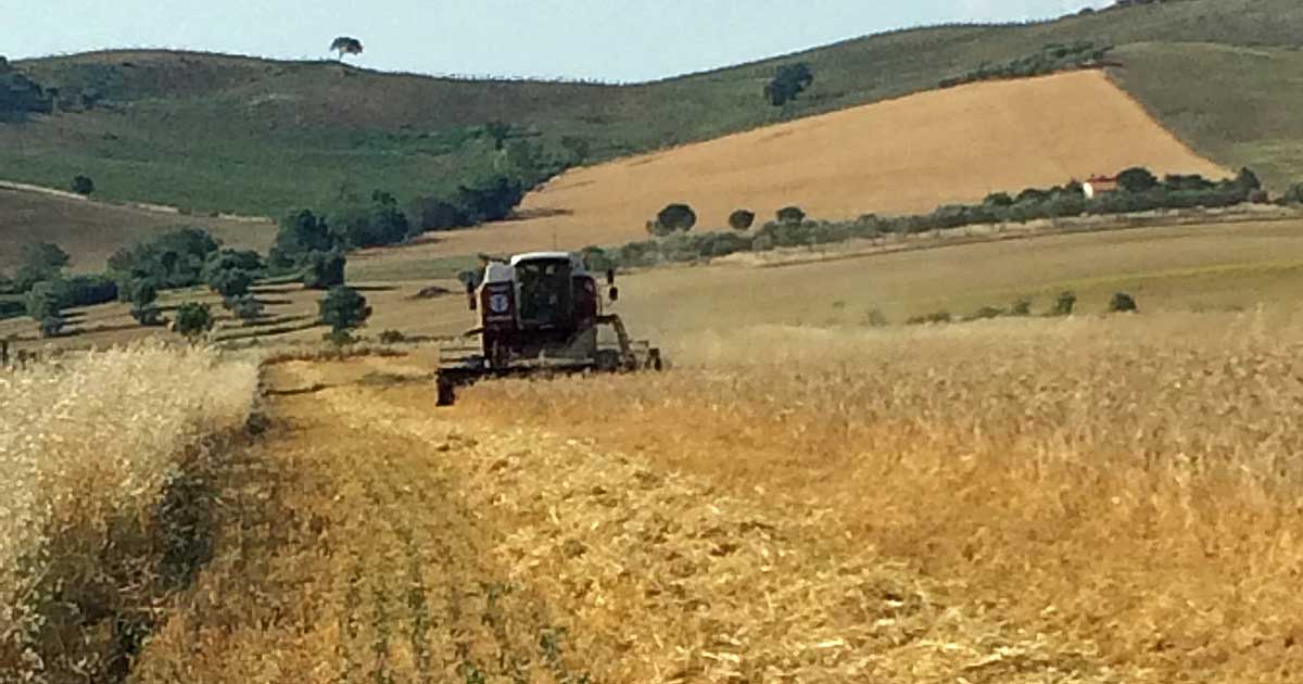 Una mietitrebbia della Cooperativa Agricola Pomonte al lavoro nei campi