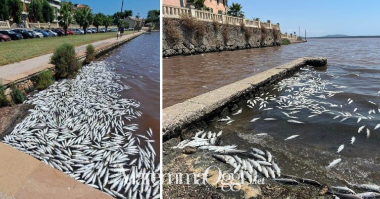 Laguna di Orbetello, due foto dei pesci a galla che, con lo scirocco, sono stati portati verso il centro abitato