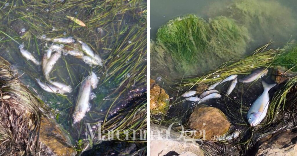 Giorni difficili per la laguna di Orbetello, prime morie di pesci